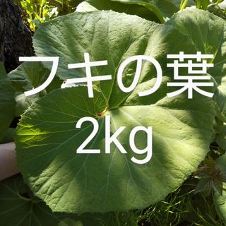 ふきの葉 約2kg 新鮮 農薬不使用(野菜)