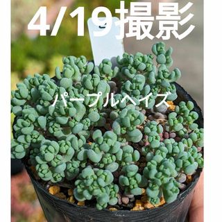 5♥パープルヘイズ♥　根あり　多肉植物(プランター)