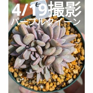 6♥パープルクイーン群生♥　根あり　多肉植物(プランター)