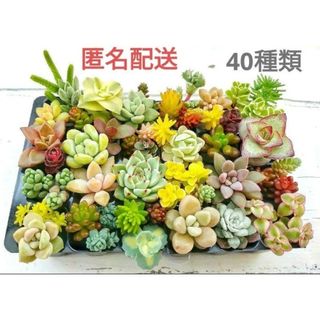 カット苗 詰め合わせ 40種類 寄せ植え 多肉(その他)