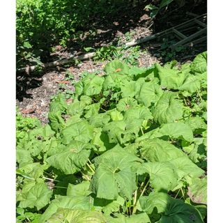 フキの茎のみ　800ｇ(野菜)