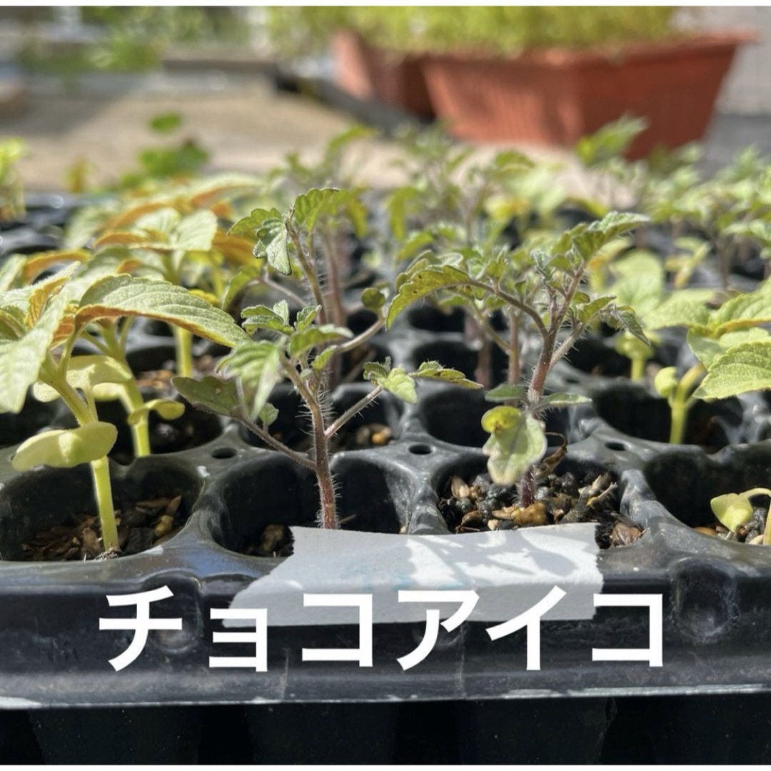夏野菜4苗セット ハンドメイドのフラワー/ガーデン(その他)の商品写真