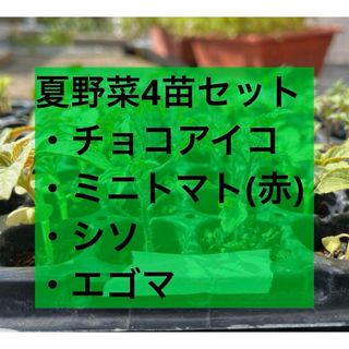 夏野菜4苗セット(その他)