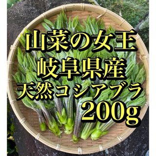 自然豊かな標高630mとれた 岐阜県産 天然コシアブラ 200g 無農薬(野菜)