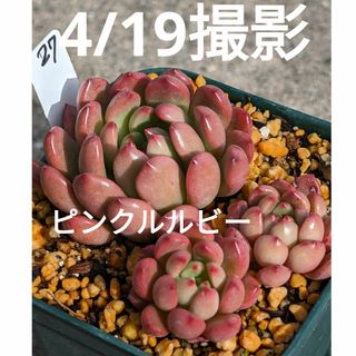 27♥ピンクルルビー♥　根あり　多肉植物(プランター)