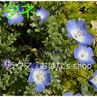 ネモフィラ　インシグニス・ブルーのタネ　４０粒　♪植物の種子♪お花(その他)