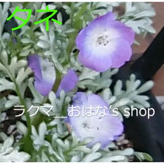 ネモフィラ　プラチナラベンダーのタネ　３０粒　♪植物の種子♪お花(その他)