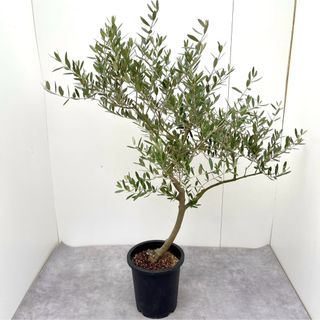 オリーブ　ミッション　23【現品】観葉植物　創樹　SOUJU 8号(その他)