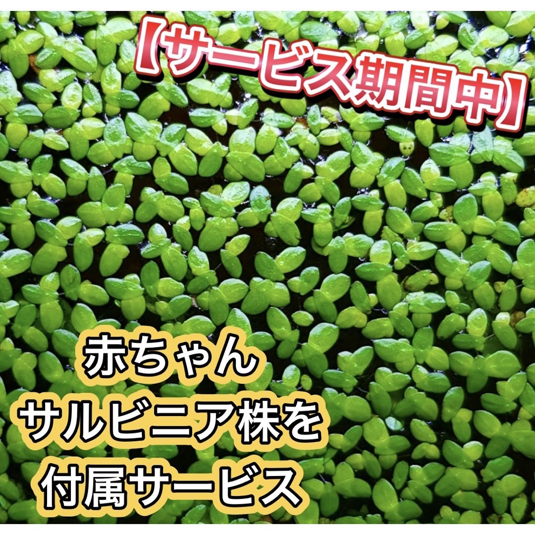 ■サルビニアククラータ＋ａ 水草 浮草 ビオトープ めだか メダカ 熱帯魚 その他のペット用品(アクアリウム)の商品写真