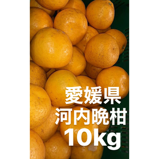 愛媛県産　宇和ゴールド　河内晩柑　柑橘　10kg(フルーツ)
