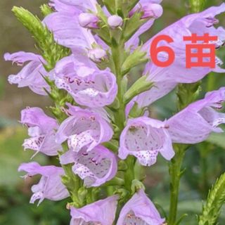 花苗　ハナトラノオ　抜き苗　６苗　☆優しいピンク色の花が群れ咲きホッコリします☆(プランター)