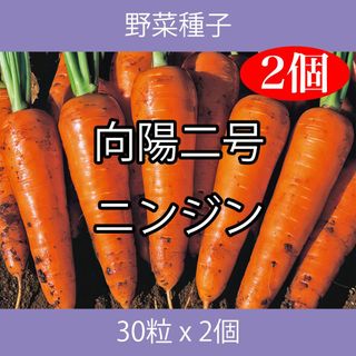 野菜種子 TVF01 向陽二号ニンジン 30粒 x 2個(野菜)