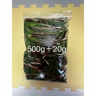 行者ニンニク　500g+α(野菜)