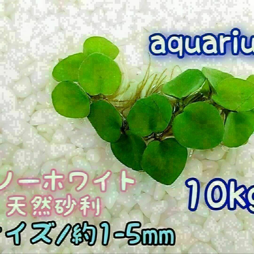 スノーホワイト 天然 砂利1-5mm 10kg アクアリウム メダカ 熱帯魚 その他のペット用品(アクアリウム)の商品写真