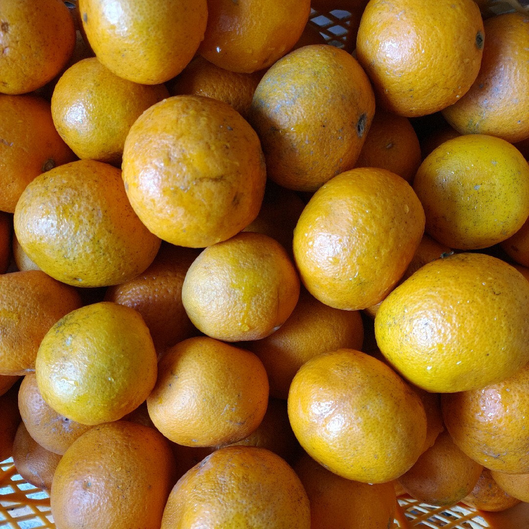 和歌山産柑橘類５kg詰め合わせ 食品/飲料/酒の食品(フルーツ)の商品写真