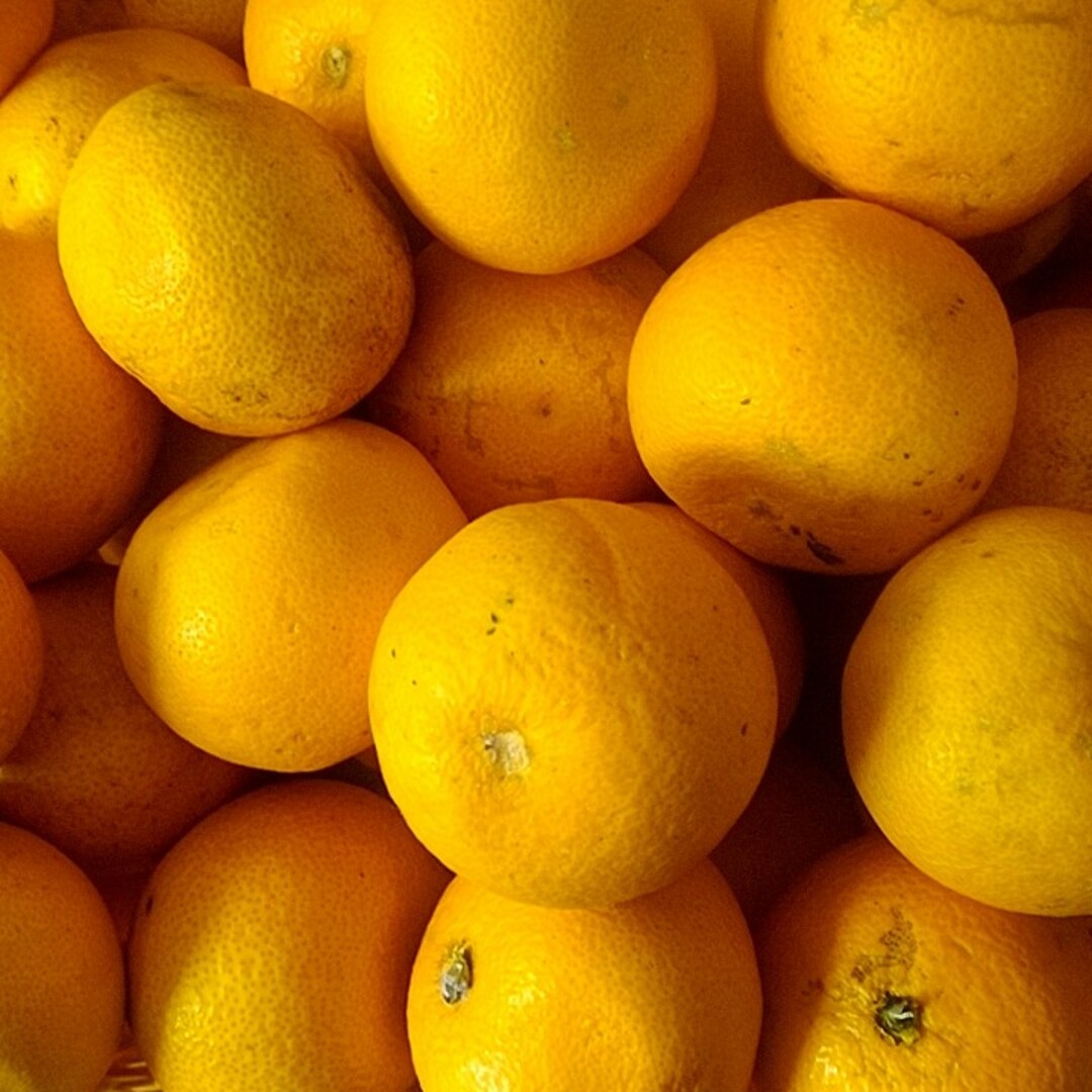 和歌山産柑橘類５kg詰め合わせ 食品/飲料/酒の食品(フルーツ)の商品写真
