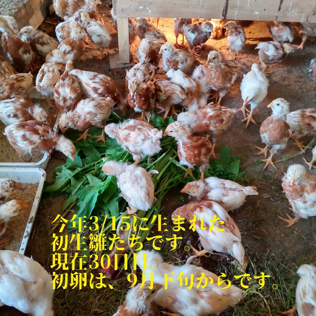 平飼い麦卵 ML 60個 朝採り卵 食品/飲料/酒の食品(その他)の商品写真