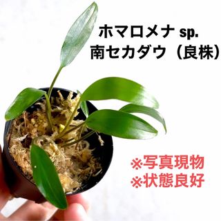 ◆ホマロメナsp. 南セカダウ産 パルダリウム　homalomena(その他)