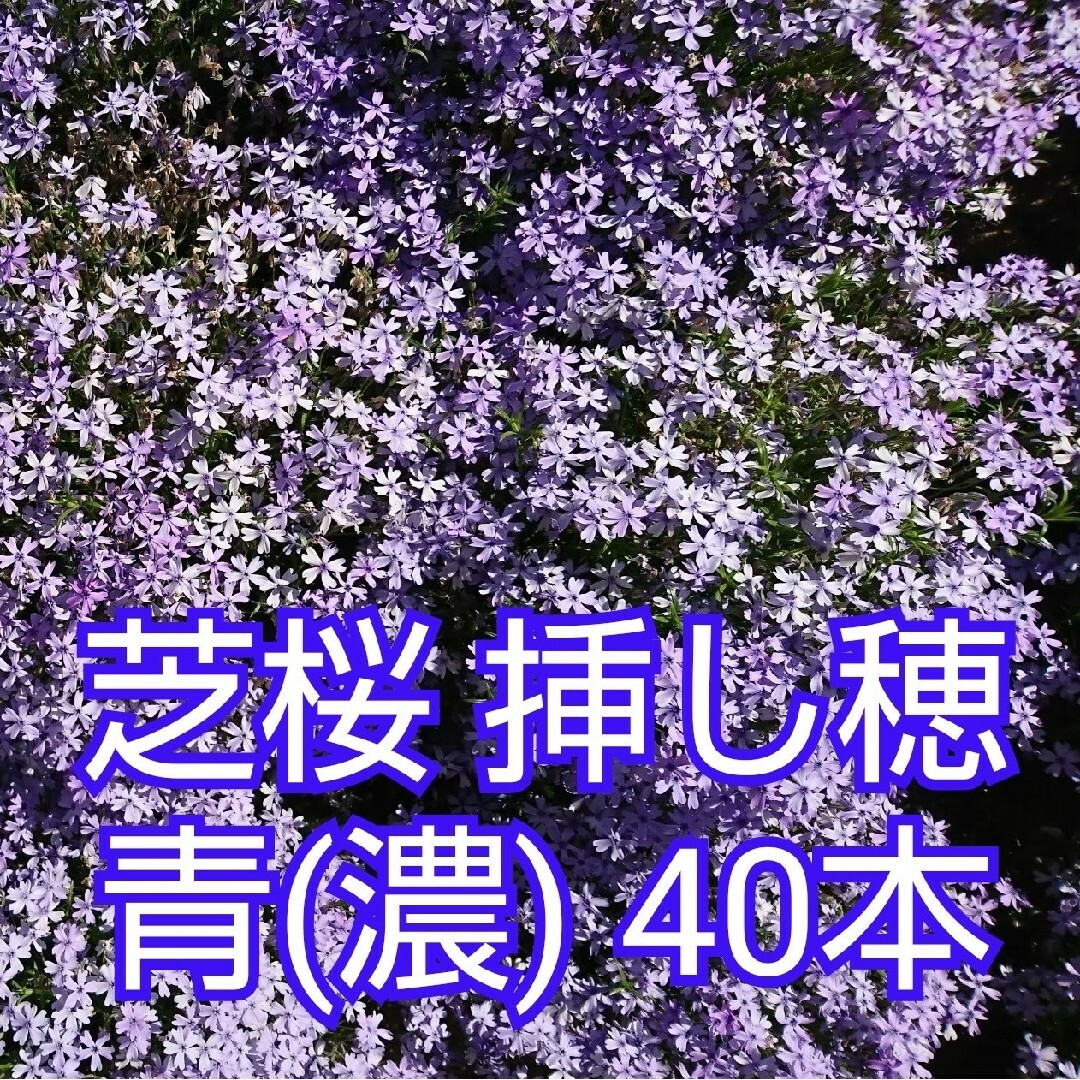 芝桜 挿し穂 40本（青(濃)） ハンドメイドの素材/材料(各種パーツ)の商品写真