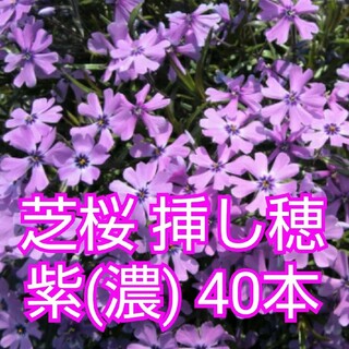 芝桜 挿し穂 40本（紫(濃)）(各種パーツ)