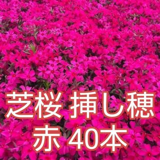 芝桜 挿し穂 40本（赤）(各種パーツ)