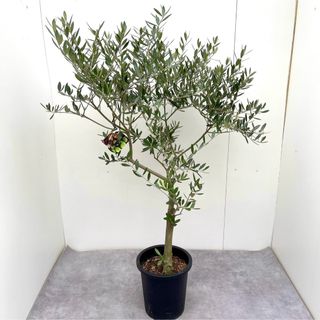 オリーブ　ミッション　24【現品】観葉植物　創樹　SOUJU 8号(その他)