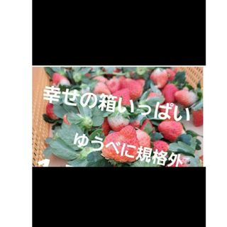 ❤️凸凹ゆうべにイチゴ規格外❤1.8k×4箱クール便送料込12000→9000(フルーツ)