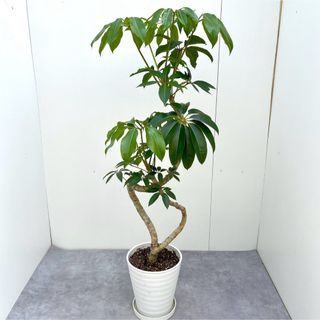 ツピタンサス　シェフレラ　ピュックレリ　曲がり　4【現品】観葉植物　室内(その他)