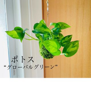 ポトス"グローバルグリーン"の苔玉　ハンギング　ハーブ(その他)