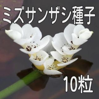 【10粒】ミズサンザシの種子(アクアリウム)