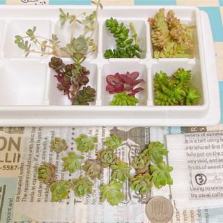 ■多肉植物■マッコス③ +セダム他　カット苗(その他)