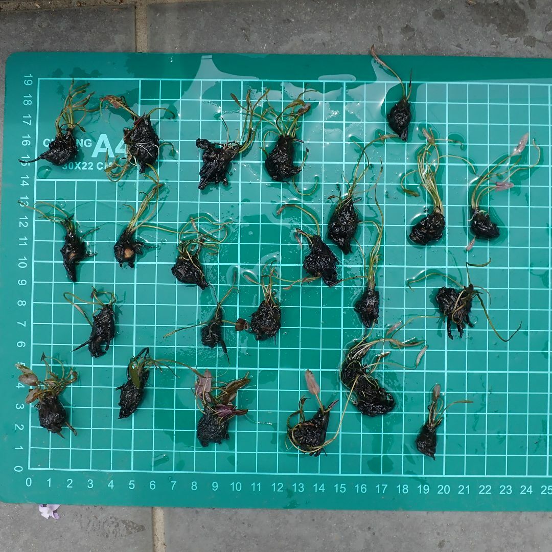 熱帯スイレンムカゴ種　ムラサキシキブ その他のペット用品(アクアリウム)の商品写真