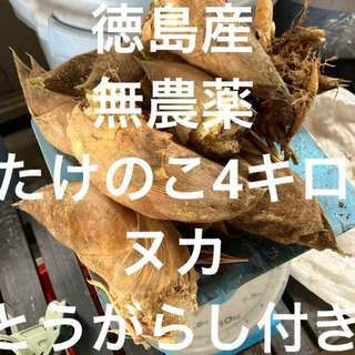 掘り立て‼️徳島産無農薬　たけのこ4キロ(野菜)