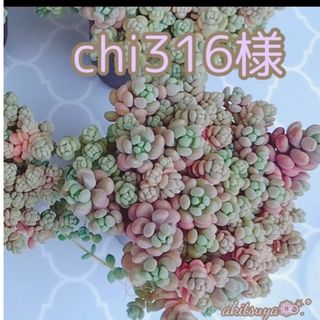 chi316様 ポットごと発送 ❤即購入OK  多肉植物 根付き(その他)