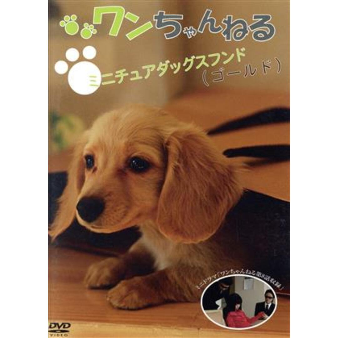 ワンちゃんねるミニチュアダックスフンド（ゴールド） エンタメ/ホビーのDVD/ブルーレイ(趣味/実用)の商品写真