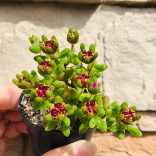 ドロサンテマム　紅宝石　多肉植物