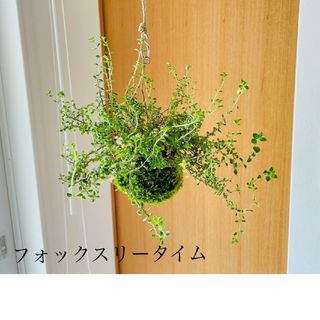 フォックスリータイムの苔玉　ハンギング　ハーブ(雑貨)