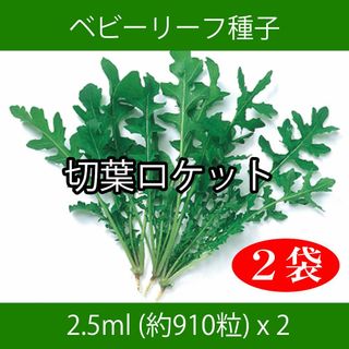 ベビーリーフ種子 B-31 切葉ロケット 2.5ml 約910粒 x 2袋(野菜)