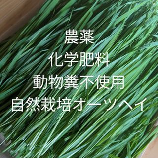 自然栽培で育てたオーツヘイ1.5Kg(小動物)