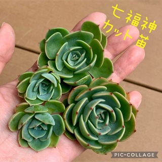 多肉植物　七福神　カット苗　4個セット(その他)