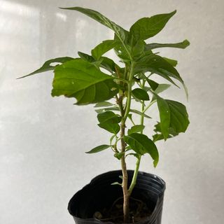 島トウガラシ苗　唐辛子　完全無農薬(野菜)