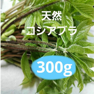 天然 山菜 コシアブラ 約100g(野菜)