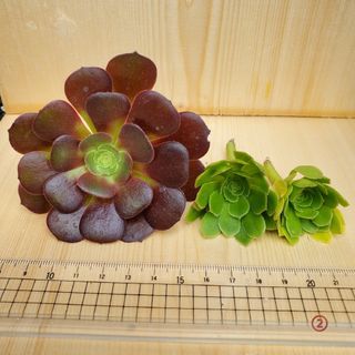 アエオニウム　カット苗②　カシミアバイオレット　艶姿　多肉セット　多肉植物