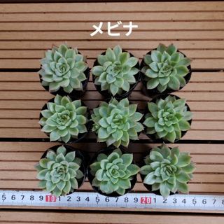 多肉植物『メビナ』９苗セット(その他)