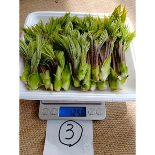 コシアブラ　１２０グラムＢ品(野菜)