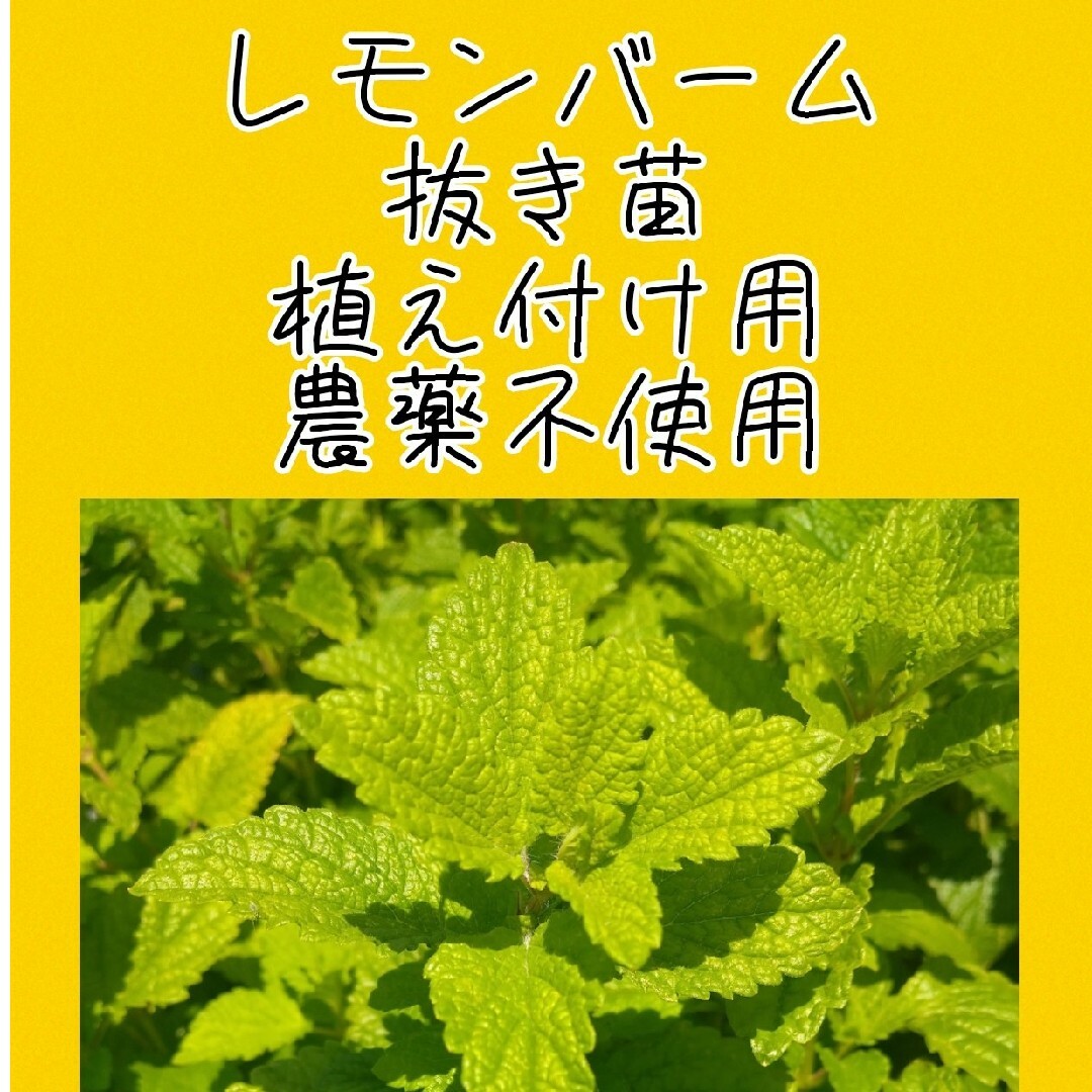 sale!農薬不使用　レモンバーム　株分け苗　植え付け用　安心の匿名配送 食品/飲料/酒の食品(野菜)の商品写真