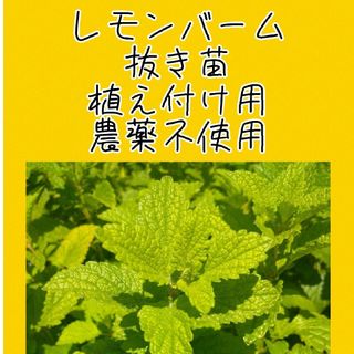 sale!農薬不使用　レモンバーム　株分け苗　植え付け用　安心の匿名配送(野菜)