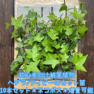 ヘデラ/アイビーのカット苗＊10本セット＊初心者向＊観葉植物＊増量可能＊ネコポス(その他)