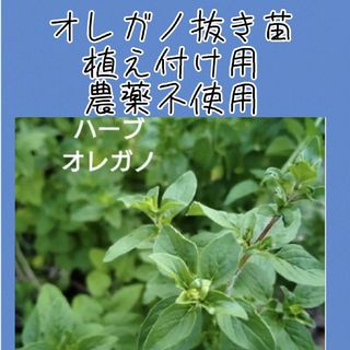 sale!　農薬不使用　オレガノ　株分け苗　植え付け用　　安心の匿名配送(野菜)