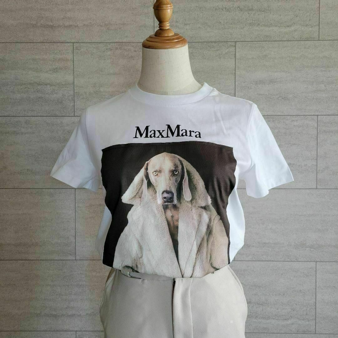 ★新品未使用★Max Mara ウェグマンプリント Tシャツ サイズ多数 S レディースのトップス(Tシャツ(半袖/袖なし))の商品写真